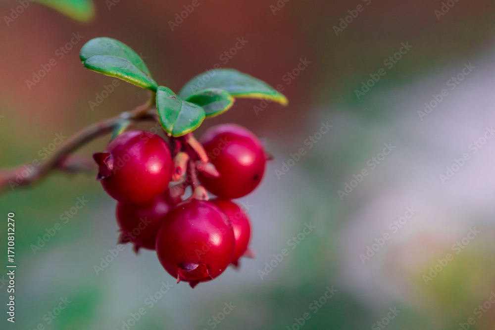 Obraz premium ripe cranberries on a blurred background. very close-up. colorful macro photo of a berry. the screensaver. healthy eating. vitamin for health.