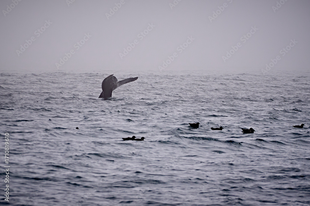 Fototapeta premium humpback whale fluke rising above the ocean surface with seabirds floating nearby