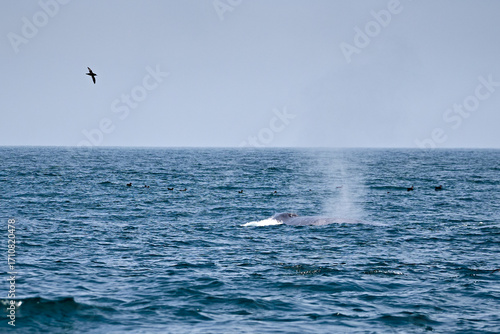 blue whale spouting with seabirds floating nearby and a bird in flight