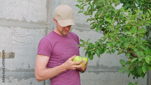 Close up shot of a man picking apples from an apple tree, inspecting the fruit