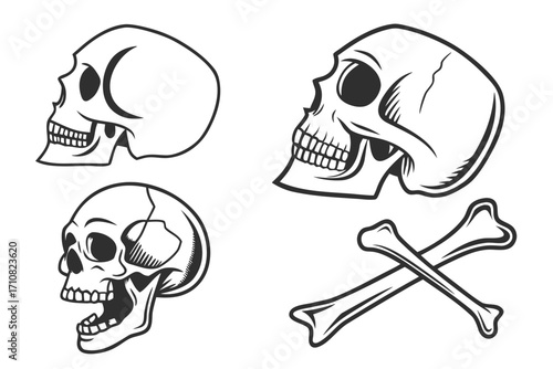 human skull sketch