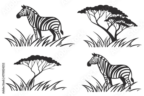 zebra vector illustration