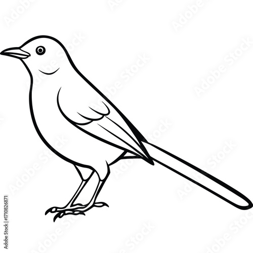 beautiful mocking bird  