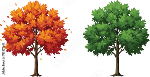 Autumn tree, summer tree, seasonal foliage, deciduous trees, leaf color change, nature contrast, botanical art, landscape design, vibrant leaves, tree illustration