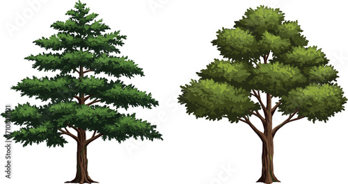 Evergreen conical tree, rounded deciduous tree, foliage contrast, botanical illustration, nature design, tree comparison, vibrant greenery, garden scene, plant diversity, landscape art