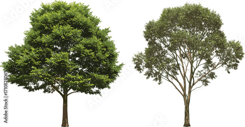 Dense green tree, sparse foliage tree, canopy contrast, botanical illustration, nature design, tree comparison, vibrant greenery, garden scene, plant morphology, landscape art