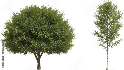 Green Tree 3D Model, Realistic Vegetation, Isolated on White Background, Digital Rendering, Nature Element, Landscape Design, Plant Asset, Environmental Graphics