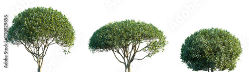 Fotografie Set of Phillyrea angustifolia (or narrow-leaved mock-privet) frontal set street