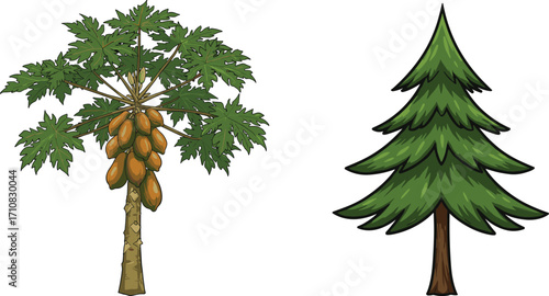 Papaya tree, pine tree, fruit-bearing tropical tree, evergreen conifer tree, botanical illustration, nature contrast, tree comparison, vibrant foliage, garden scene, landscape art