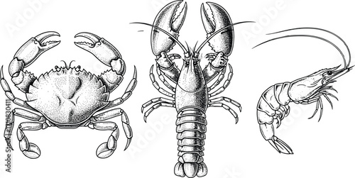 Crab, lobster, shrimp line illustration, black and white seafood vector for culinary, marine biology, restaurant, minimal animal design