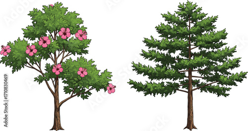 Pink flowering tree, evergreen conifer tree, foliage contrast, botanical illustration, nature design, summer bloom, tree comparison, garden scene, vibrant flora, landscape art