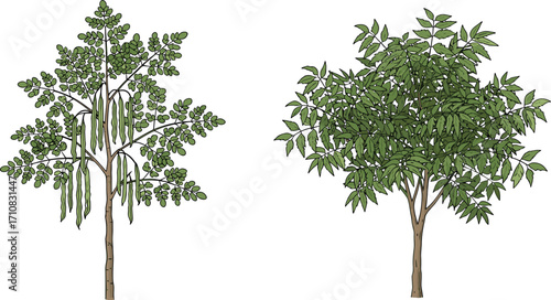 Seed pod tree, compound leaf tree, foliage contrast, botanical illustration, nature design, tree comparison, plant morphology, garden scene, vibrant greenery, landscape art