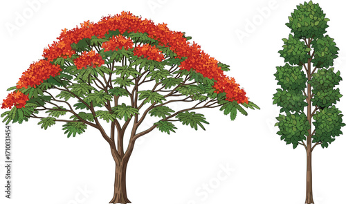 Royal Poinciana tree, flowering canopy, upright tree, green foliage, landscape contrast, botanical art, tropical bloom, nature design, summer flora, tree illustration