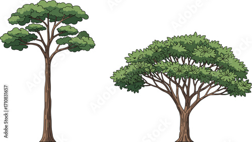 Tall rounded tree, wide canopy tree, foliage contrast, botanical illustration, nature design, tree structure, landscape art, vibrant greenery, garden scene, seasonal growth
