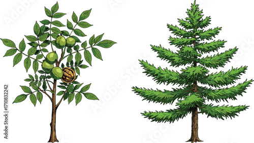 Walnut tree, pine tree, deciduous and coniferous trees, foliage contrast, botanical illustration, nature design, tree comparison, vibrant greenery, garden scene, landscape art