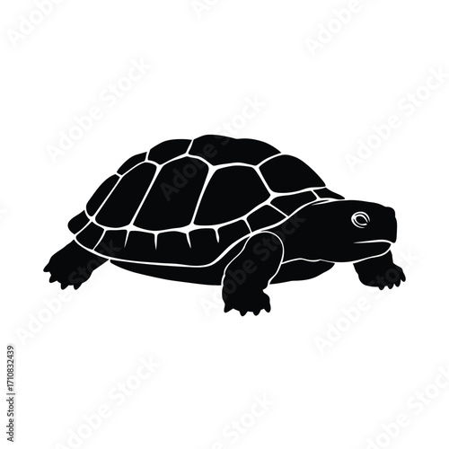 A striking black turtle design presents a bold graphical silhouette