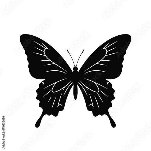 Elegant butterfly with detailed wings presented in a striking silhouette