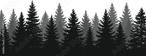 Silhouette of dense pine forest, misty woodland background, black and white nature scene, tranquil evergreen trees, atmospheric forest landscape