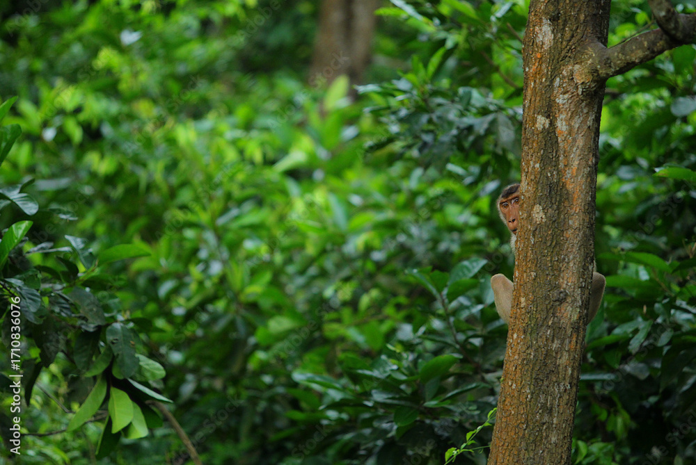 Fototapeta premium A monkey hiding behind a tree in the forest