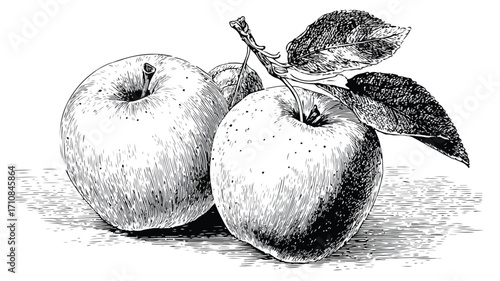 Hand-Drawn Engraving Style Apple Fruit Vector Illustration for Design Projects