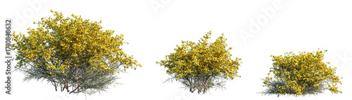 Set of 3 Genista scorpius (or Scorpion Broom) trees isolated png on a transparent background perfectly cutout