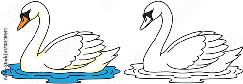 Elegant Swans: A Beautiful Pair, One Colored and One Line Art, Gracefully Floating on Blue Water - Perfect for Coloring Books and Nature Designs