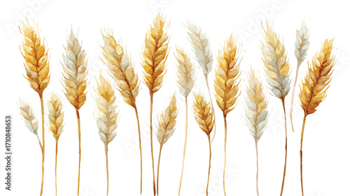 Stunning Watercolor Wheat Illustration Vector for Design Projects
