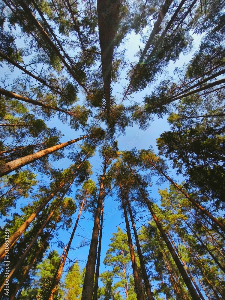 Obraz premium Majestic pine trees photographed from below, reaching towards a clear blue sky. Natural forest perspective capturing height, strength, and serene woodland beauty.