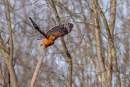 Red Shouldered hawk raptor lifting off from a tree branch