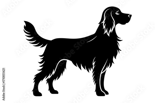 black and white dog