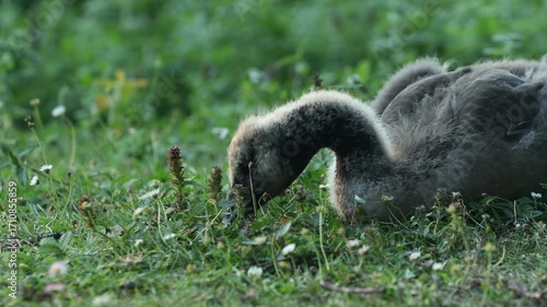 Une jeune Oie grise se nourrit d’herbe fraîche.
