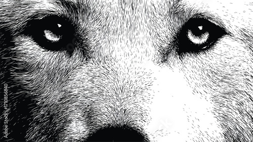 Intense White Wolf Eyes Close-Up on Black Background Vector Illustration