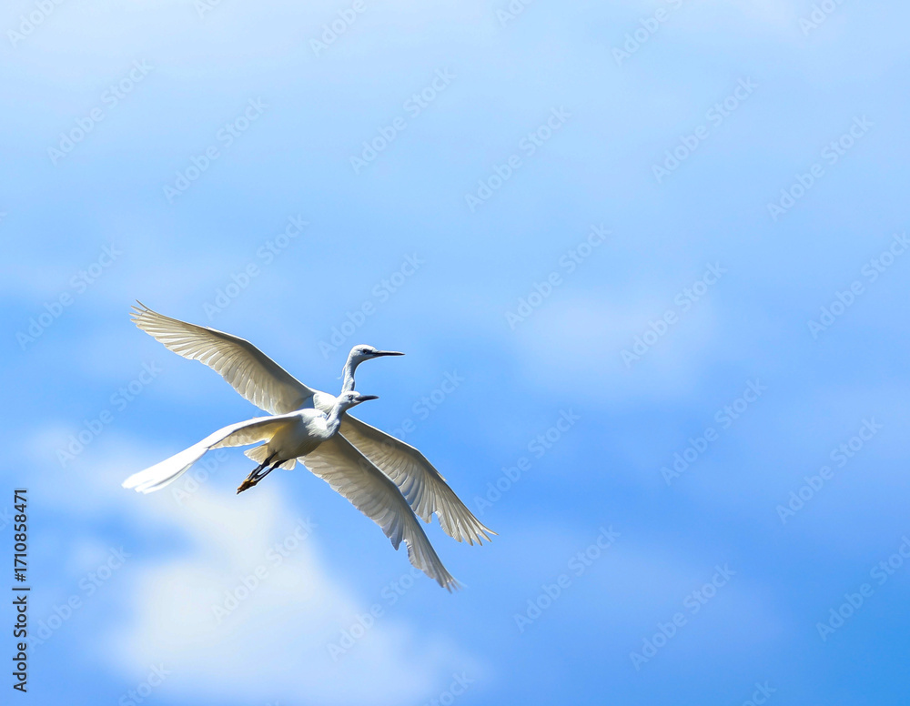 Fototapeta premium Deux aigrettes blanches en vol dans le ciel bleu