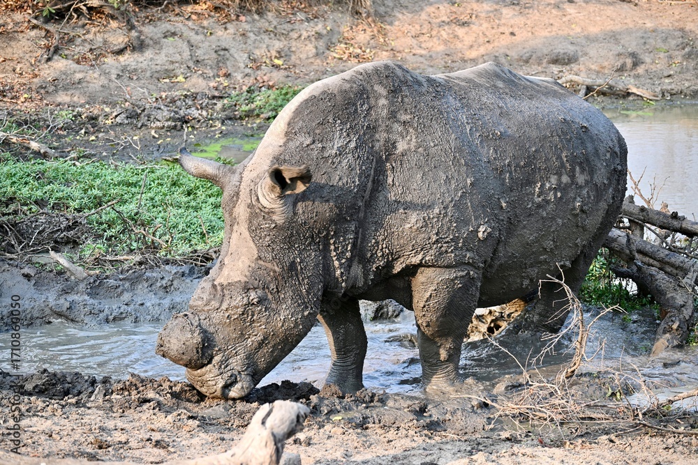 Obraz premium Rhino in the wild