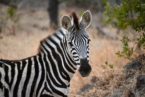 zebra in the wild