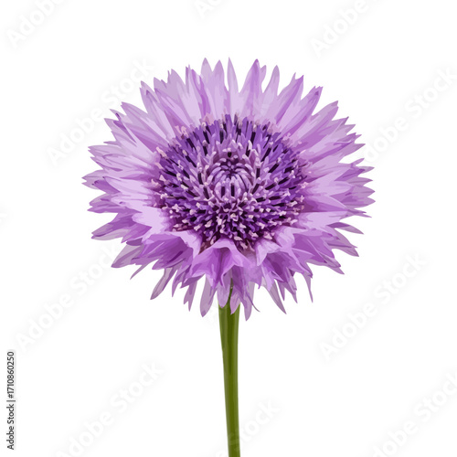 Isolated close-up of a pink allium flower with a delicate purple hue against a clean white background
