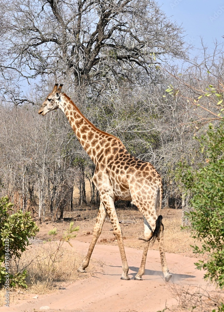 Obraz premium giraffe in the wild