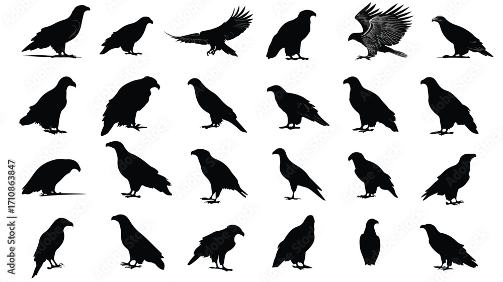 Obraz premium Eagle Silhouettes Vector Set Large Pack - Professional Vectors for Designs