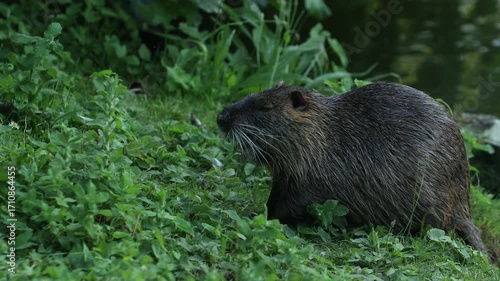 Sur la berge un ragondin se nourrit d’herbe grasse.