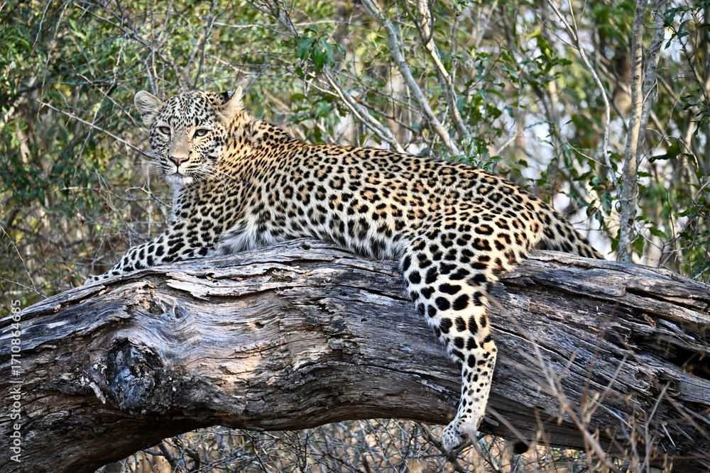 Obraz premium leopard resting on the tree