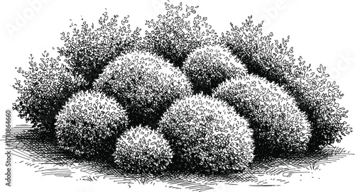 Black and white bush illustration, dense foliage drawing, botanical sketch, hand-drawn shrubs, nature texture, landscaping art, vintage plant design, ink foliage