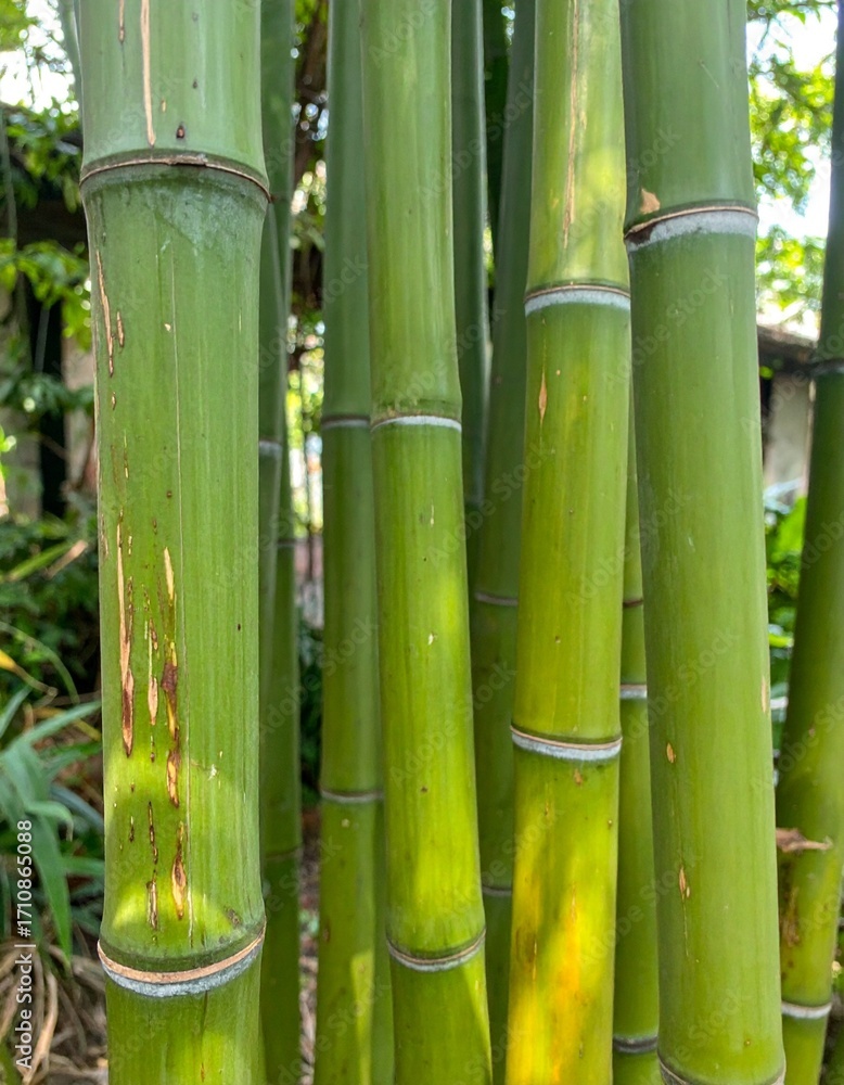 Obraz premium Tall Green Bamboo Stalks in Asian Garden for Premium Plant Object and Natural Concept