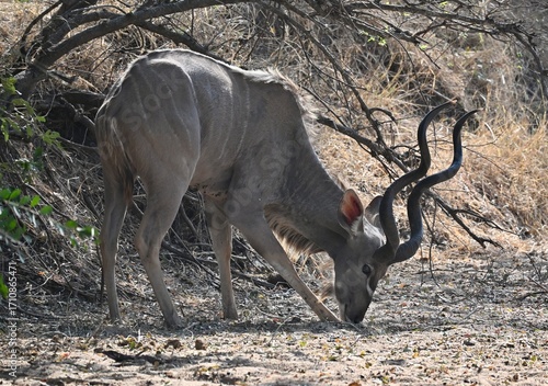 kudu eating in the wild