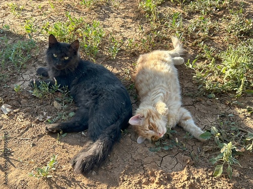 Canvas Print two cats are lying down on the ground outside in a garden.