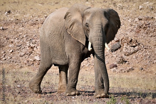 elephant in the wild