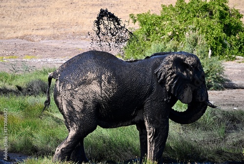 elephant in the wild