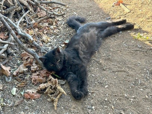 Photography A black cat is lying down on the ground outside in autumn