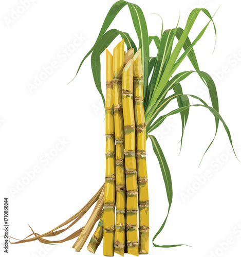 Sugarcane stalks with green leaves, segmented crop structure, agricultural plant, tropical farming asset, botanical texture, ethanol source, nature element, foliage detail