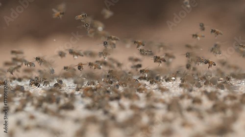 Les abeilles se réunissent pour récolter des minéraux.