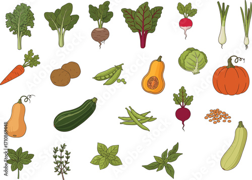 Vegetables and herbs illustration, root produce, leafy greens, squash, garlic, mint, organic food, nutrition asset, cooking, gardening concept